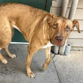 Roxy, a Adoptable mixed breed in The Colony, TX image 5/6