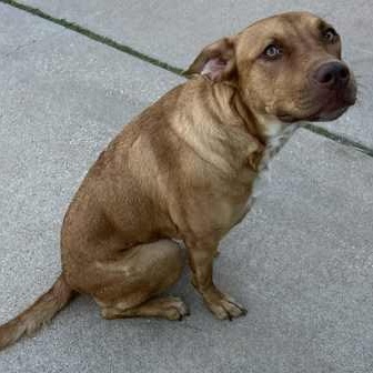 Roxy, a Adoptable mixed breed in The Colony, TX image 3/6
