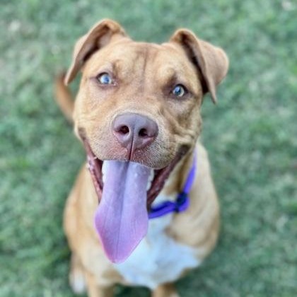 Roxy, a Adoptable mixed breed in The Colony, TX image 2/6