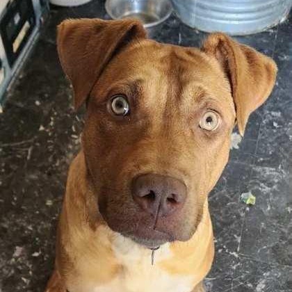 Roxy, a Adoptable mixed breed in The Colony, TX image 4/6