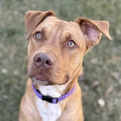 Roxy, Adoptable, Young Female Rhodesian Ridgeback & American Staffordshire Terrier.