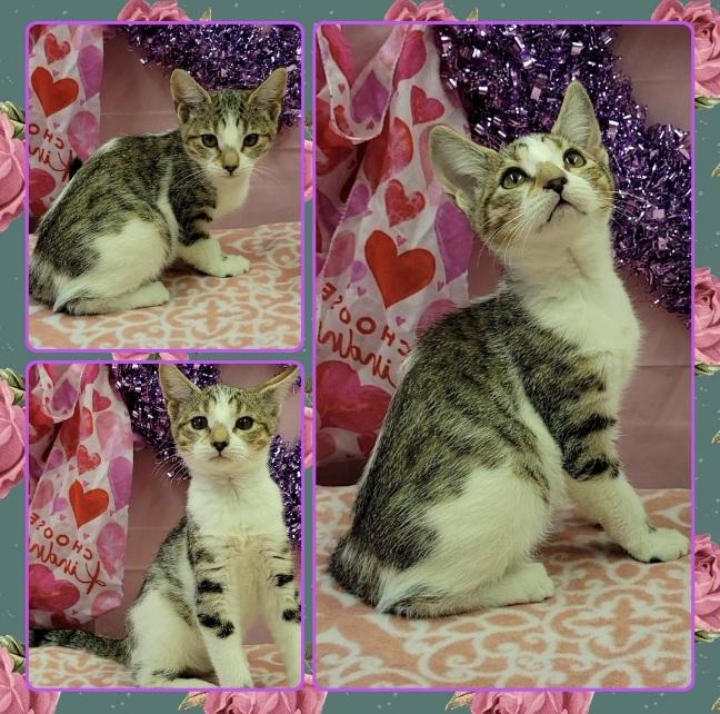 SHRIMP, ADOPTABLE, Kitten Female Domestic Short Hair.