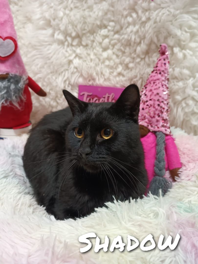 Shadow - ADOPTED, Adopted, Young Female Domestic Short Hair.