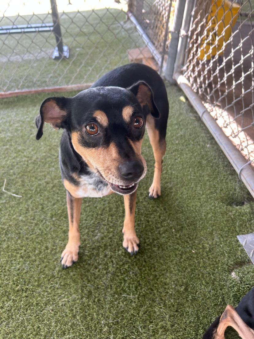 Enlarge Cappaccino, a Adoptable Miniature Pinscher in Terre Haute, IN image 1/1