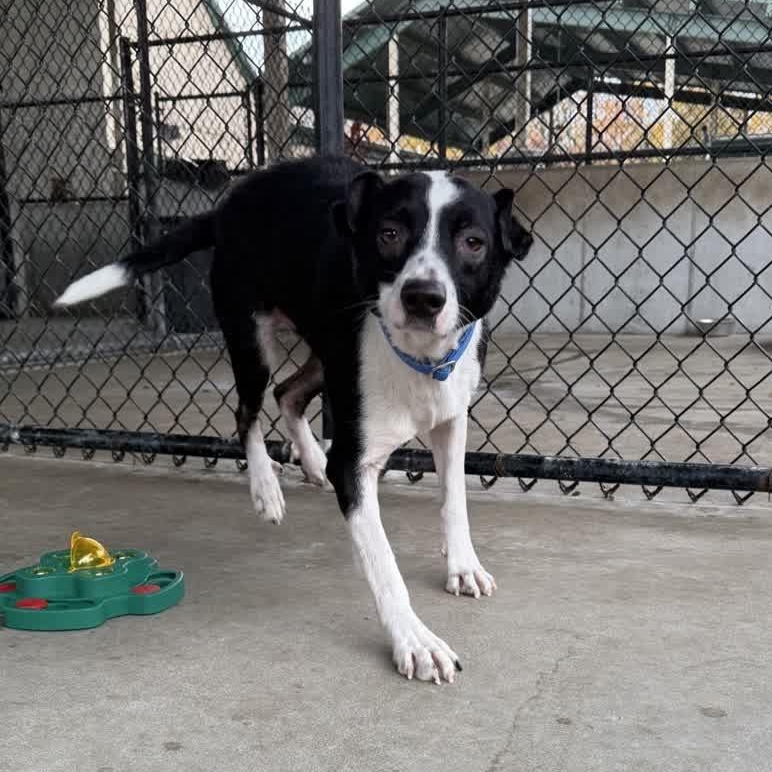 Enlarge Oreo, an adopted mixed breed in Springfield, MO image 3/5