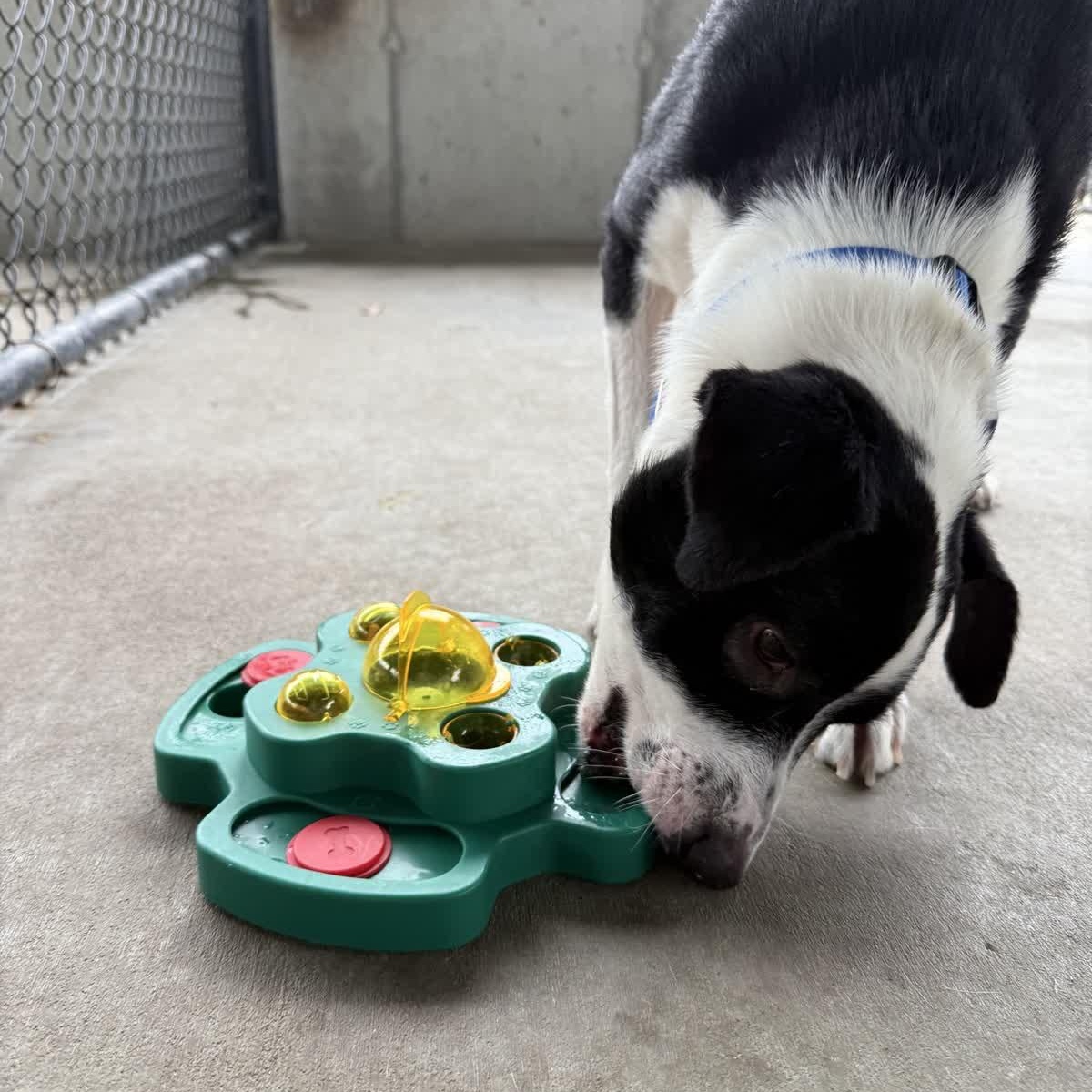 Enlarge Oreo, an adopted mixed breed in Springfield, MO image 5/5