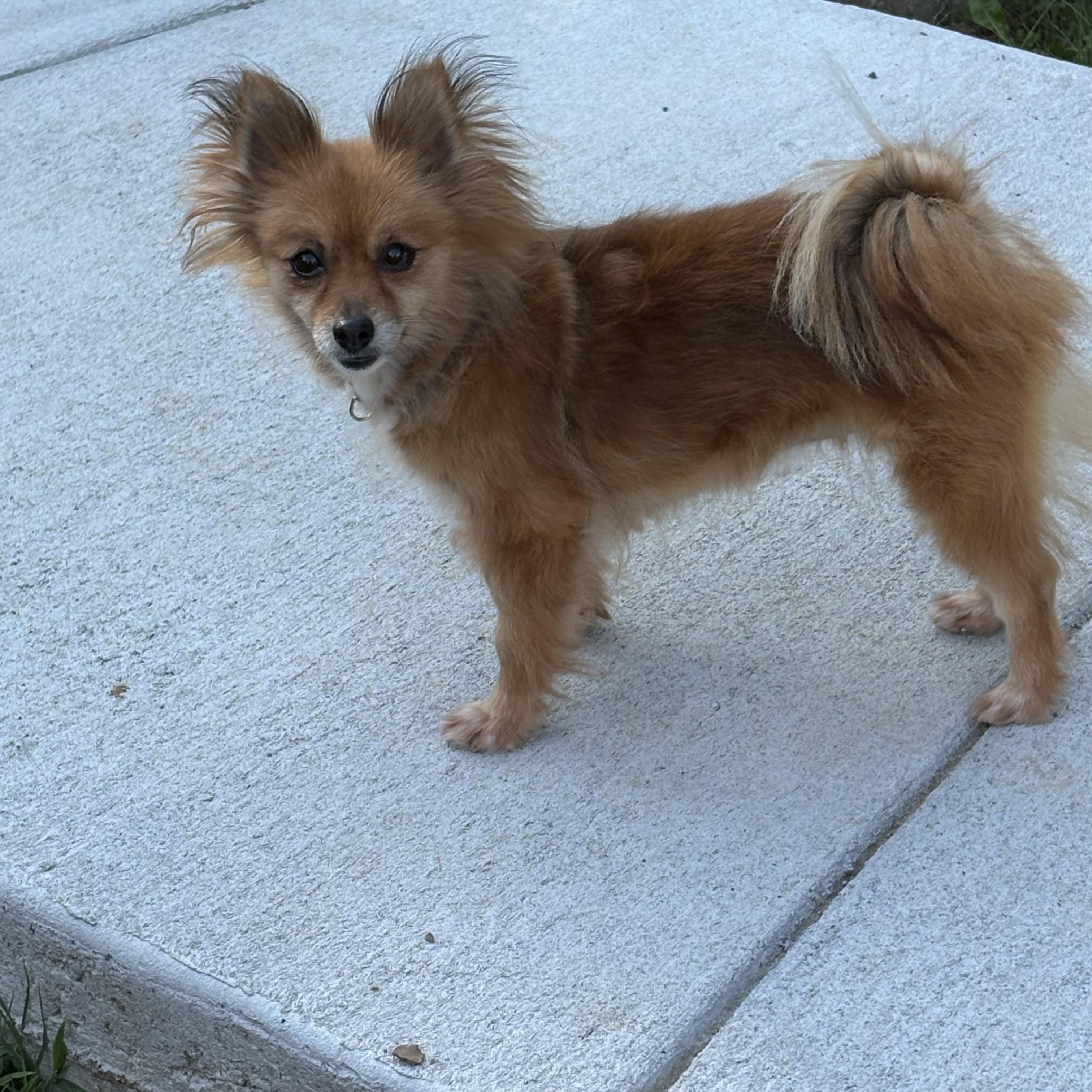 Sandy-DOLL BABY, an adoptable Pomeranian in Franklin, TN image 2/3