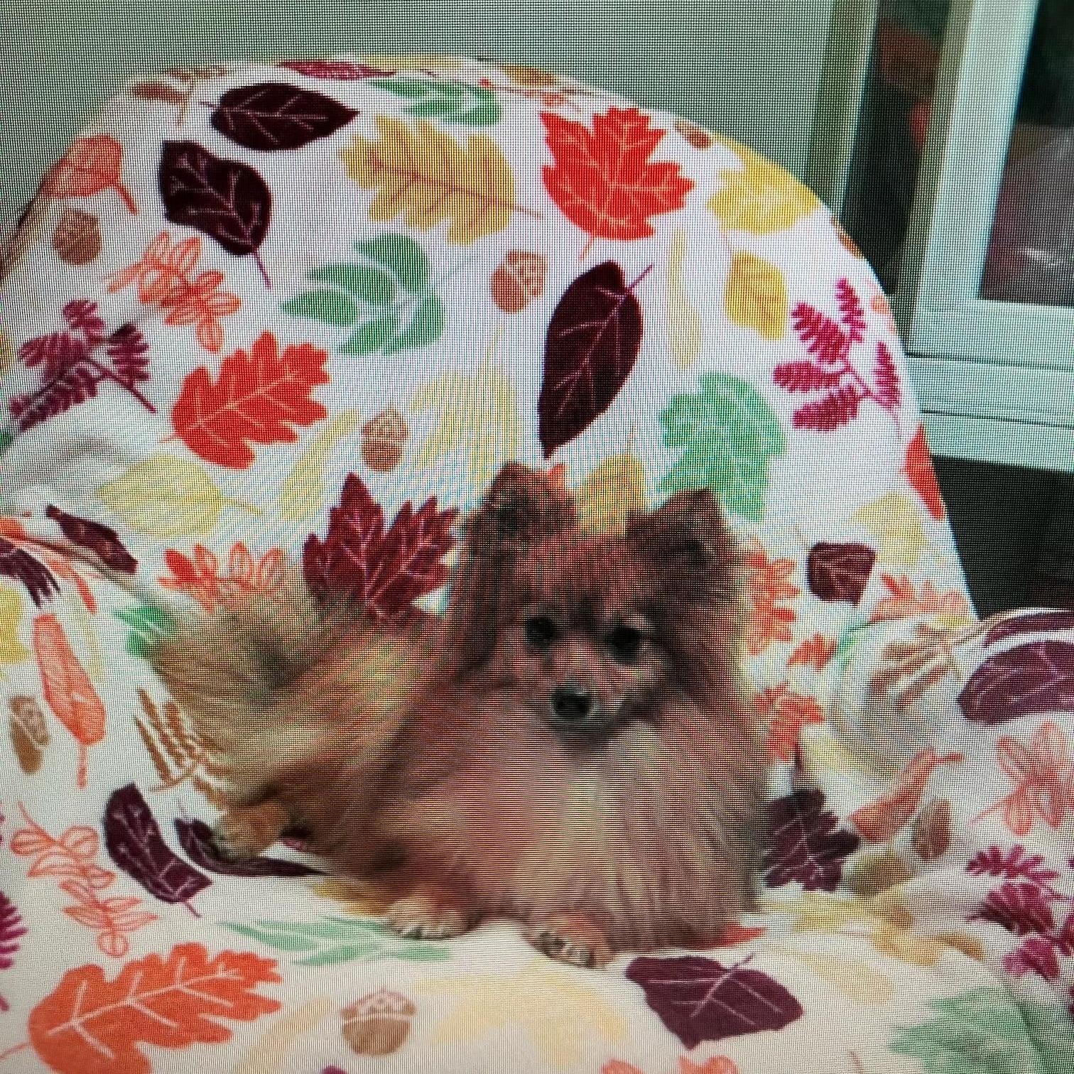 Enlarge Sandy-DOLL BABY, an adoptable Pomeranian in Franklin, TN image 1/1