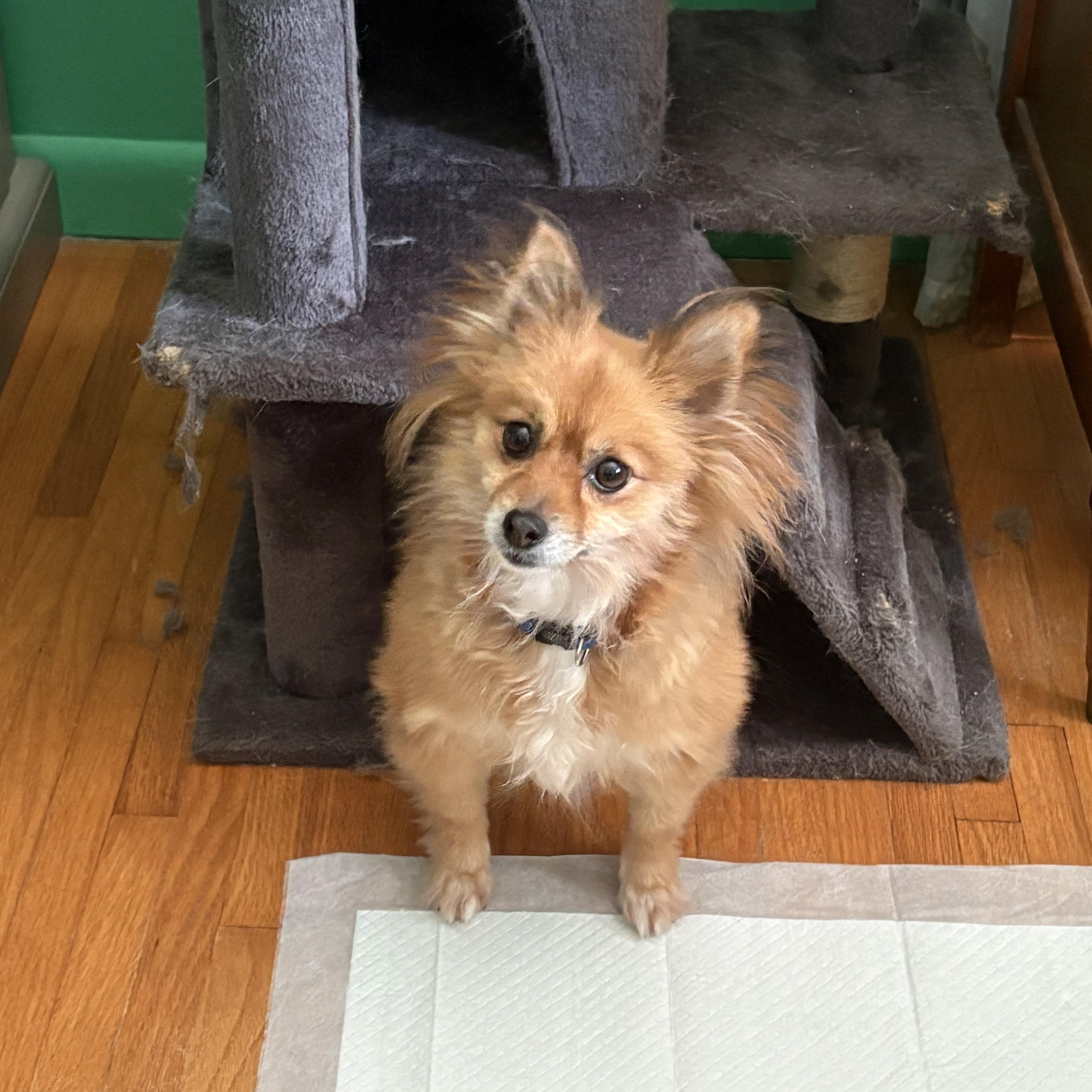 Sandy-DOLL BABY, adoptable, Adult Female Pomeranian.