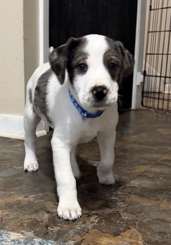 Davy — thumbnail 4