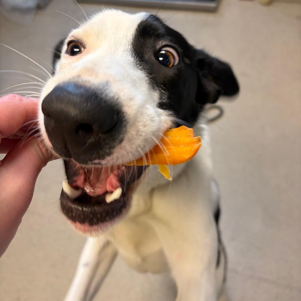 Julianna, Adoptable, Young Female Mixed Breed.