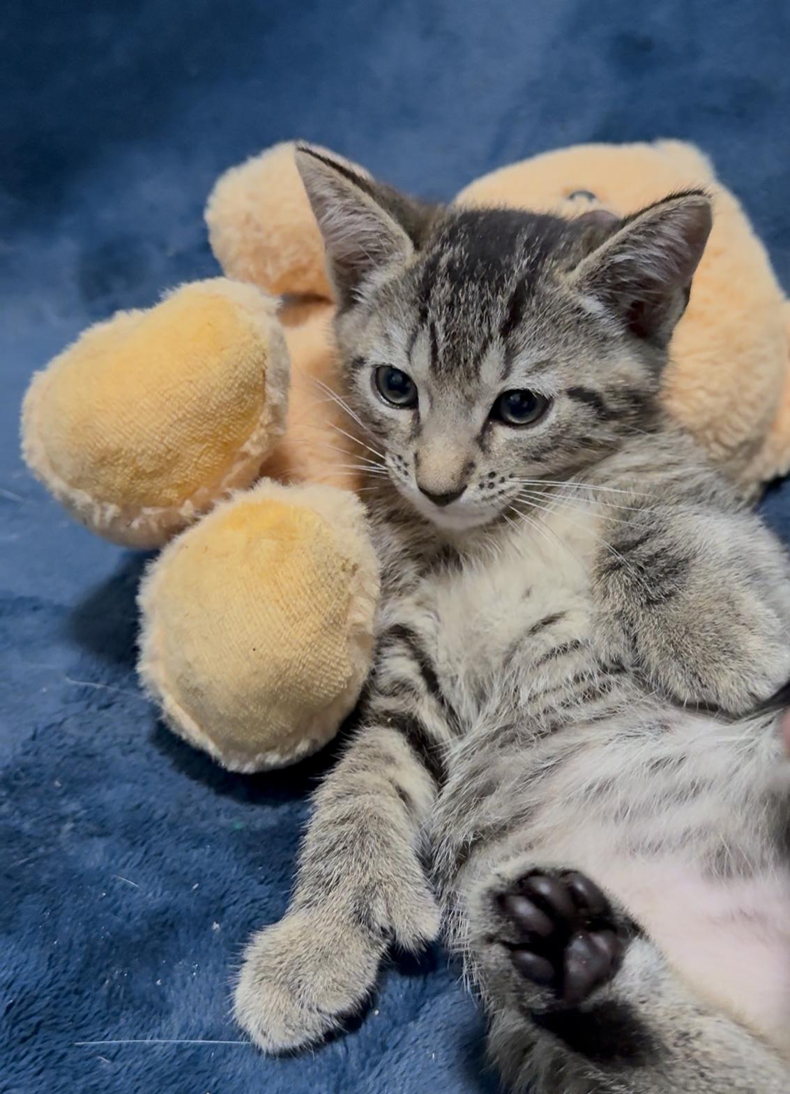 Twain — thumbnail 2