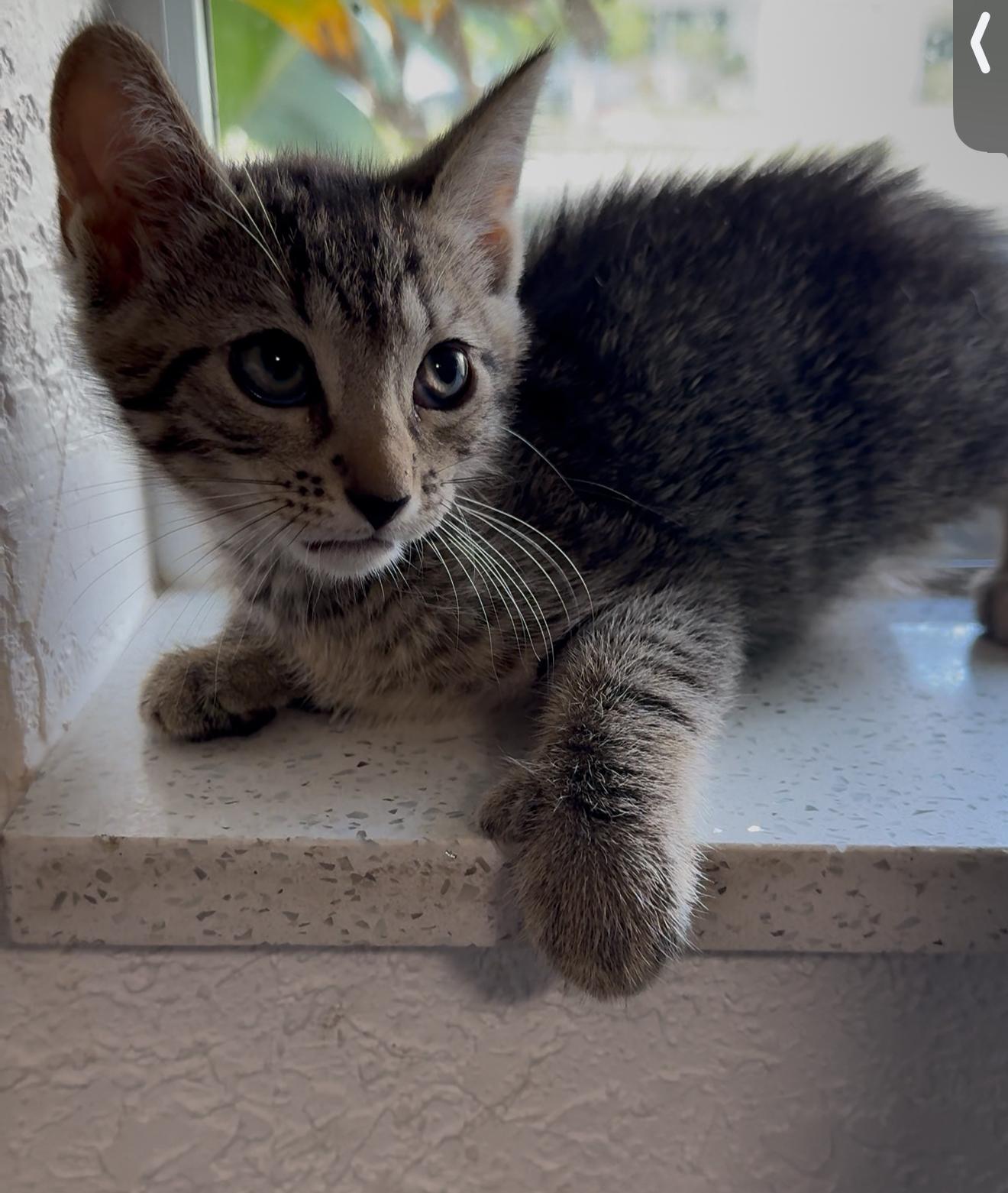 Twain — thumbnail 3