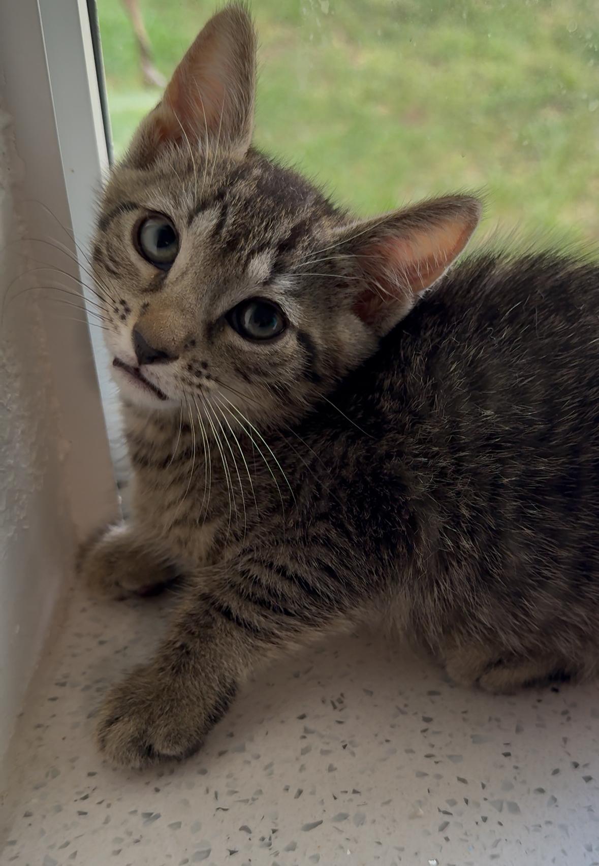 Twain — thumbnail 4