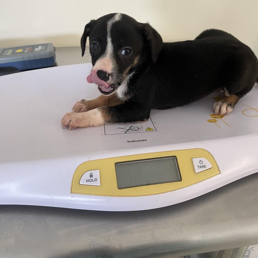 Pup 4 (camilla), Adoptable, Puppy Female Rat Terrier & Mixed Breed.
