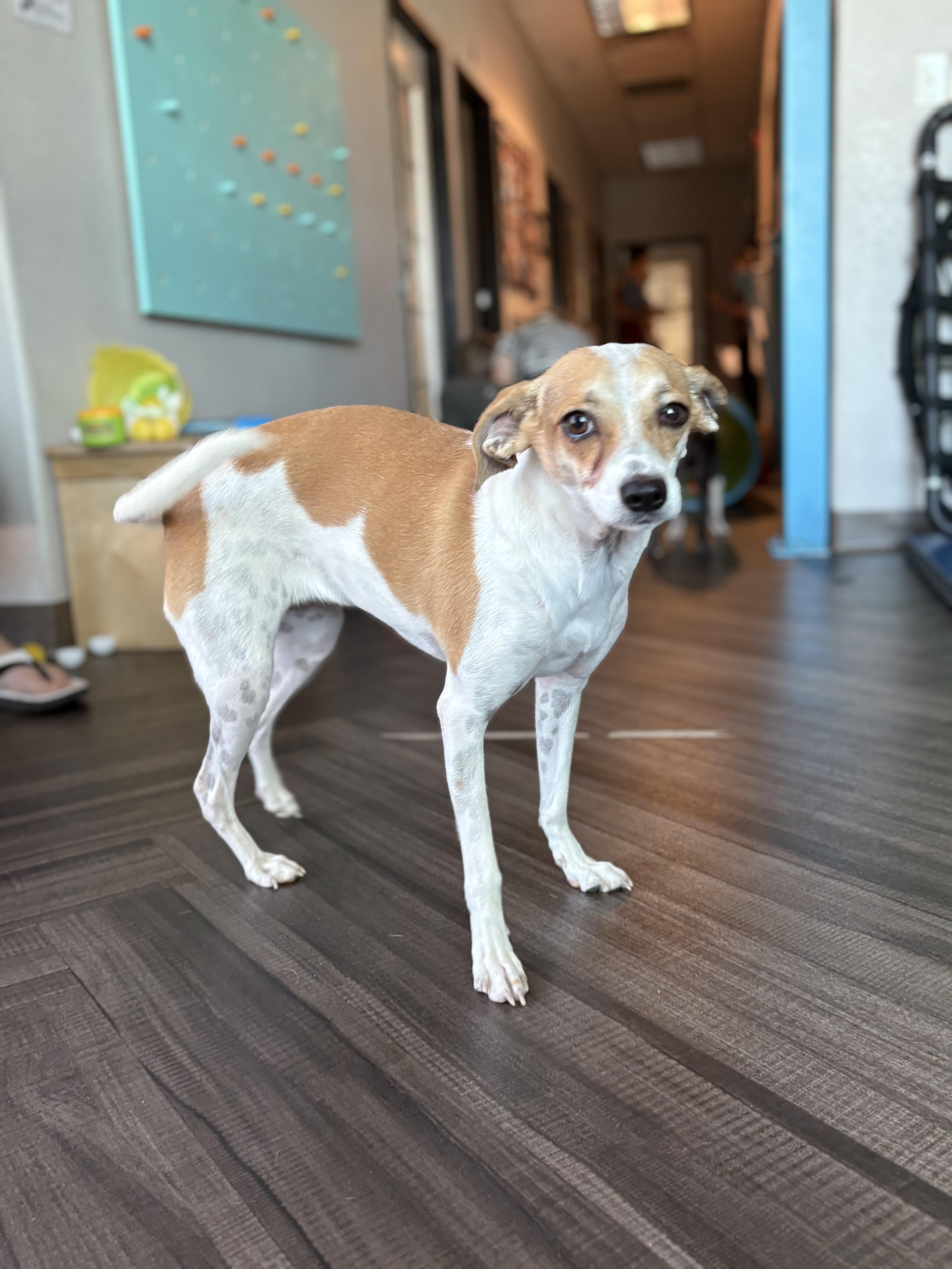 Enlarge Margaret, a Adopted mixed breed in Mesa, AZ image 1/1