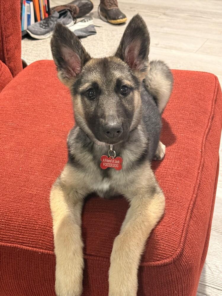 Enlarge Meg, a Adoptable German Shepherd Dog in Denver, CO image 1/5