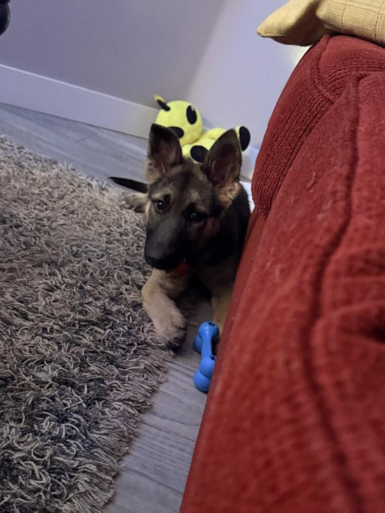 Enlarge Meg, a Adoptable German Shepherd Dog in Denver, CO image 2/5