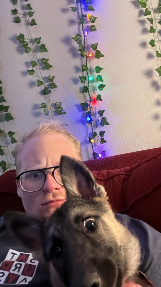 Enlarge Meg, a Adoptable German Shepherd Dog in Denver, CO image 3/5