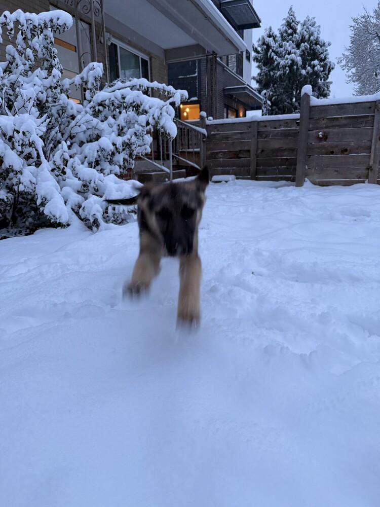 Enlarge Meg, a Adoptable German Shepherd Dog in Denver, CO image 4/5