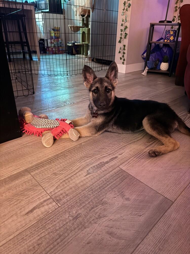 Enlarge Meg, a Adoptable German Shepherd Dog in Denver, CO image 5/5