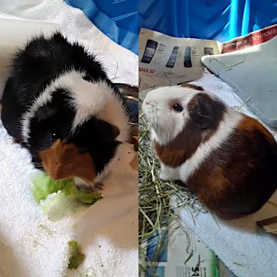 Enlarge Guinee and Piggle, a Adopted Guinea Pig in Farmington Hills, MI image 1/1