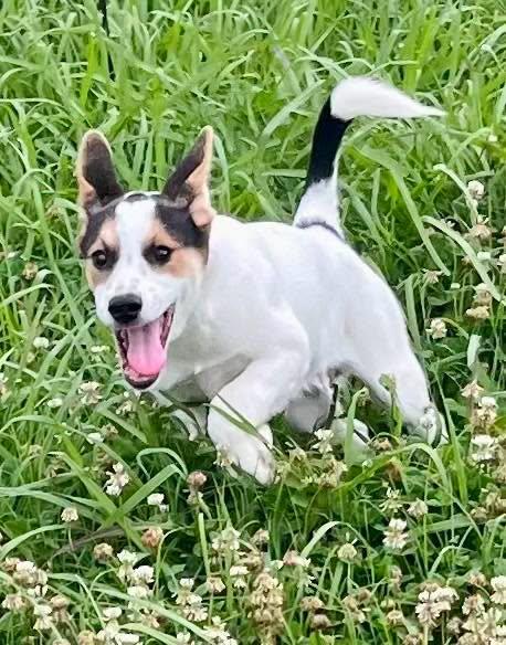 Stitch, adopted, Adult Male Mixed Breed.
