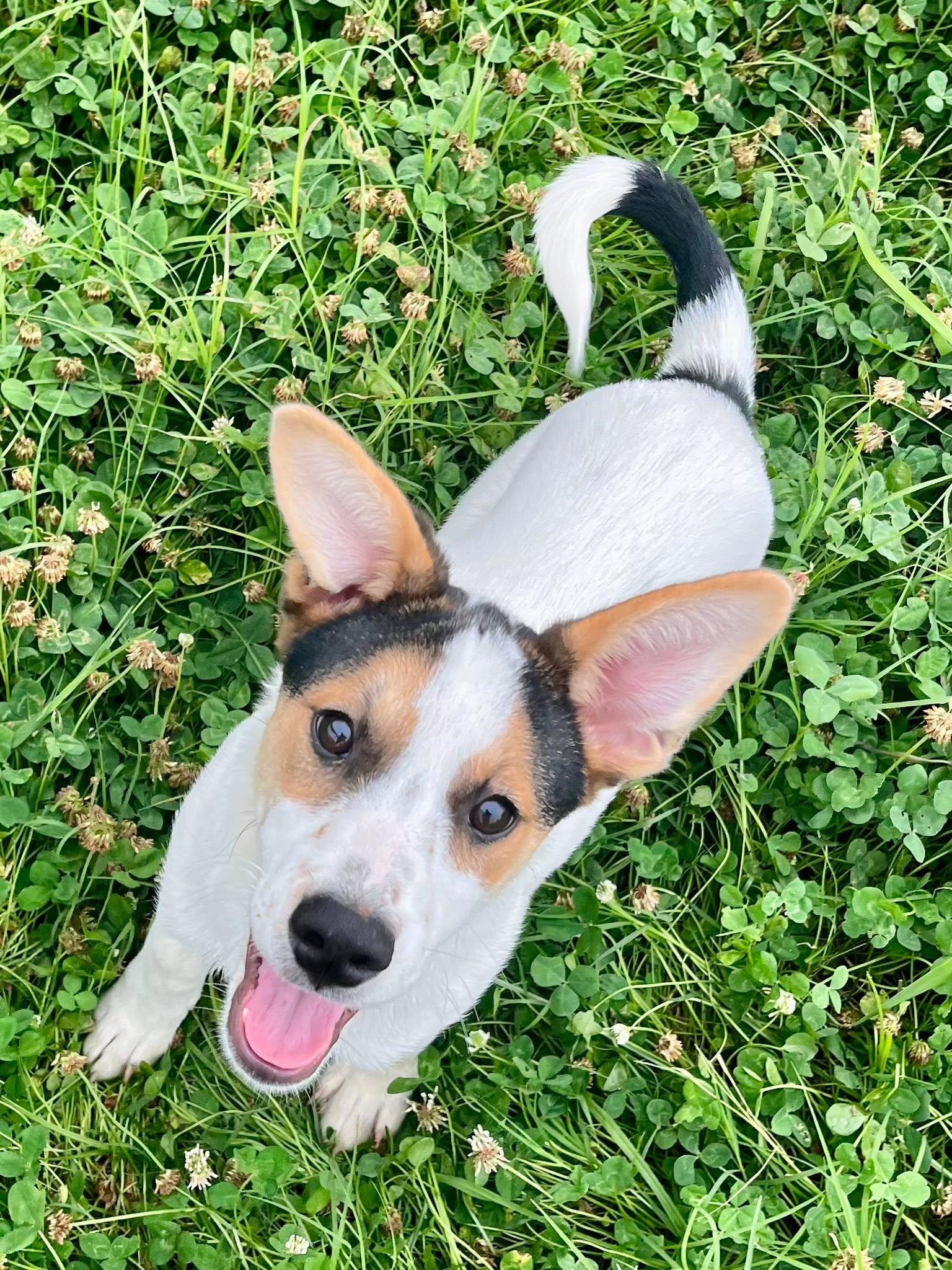 Stitch, an adopted Mixed Breed in Davenport, IA image 2/2