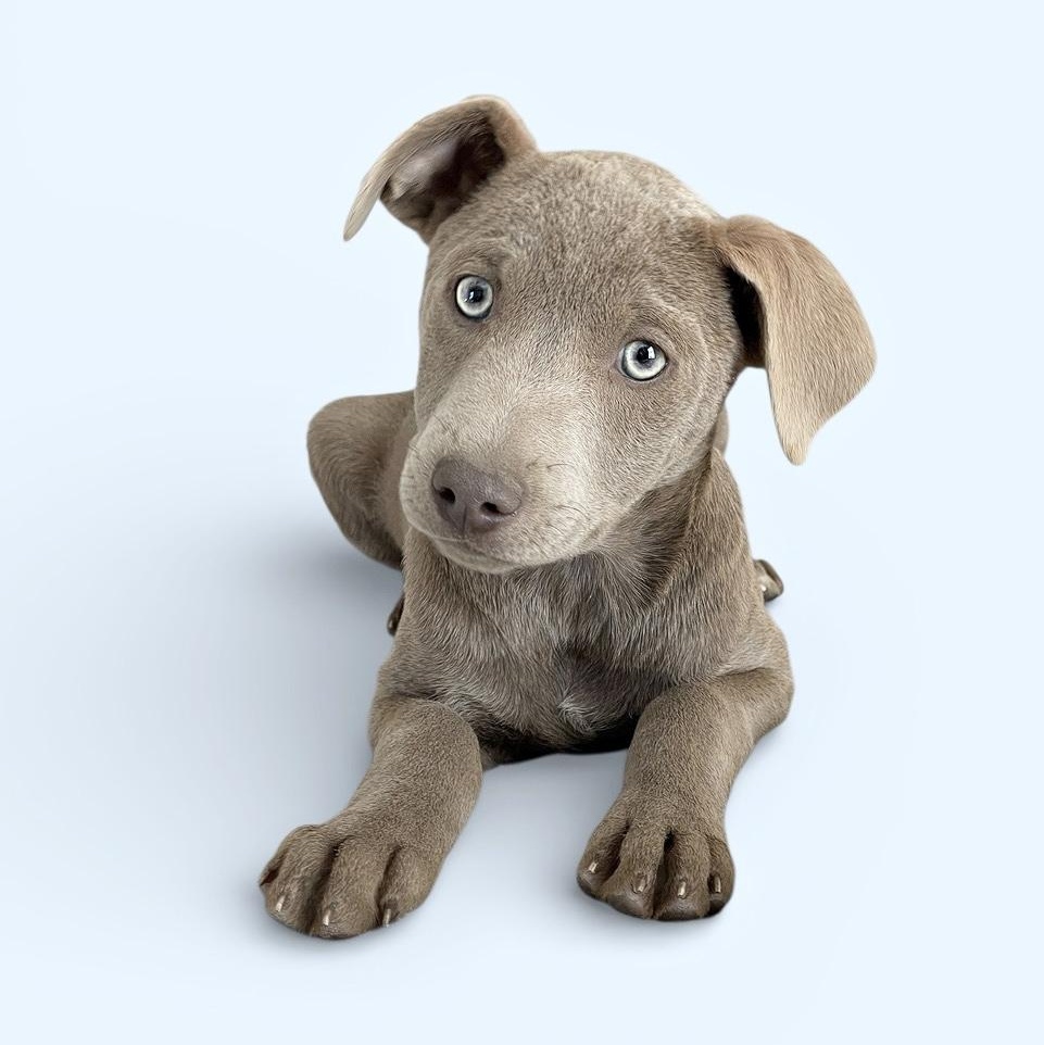 Enlarge Darling Dinero, a hold mixed breed in West Hartford , CT image 1/5