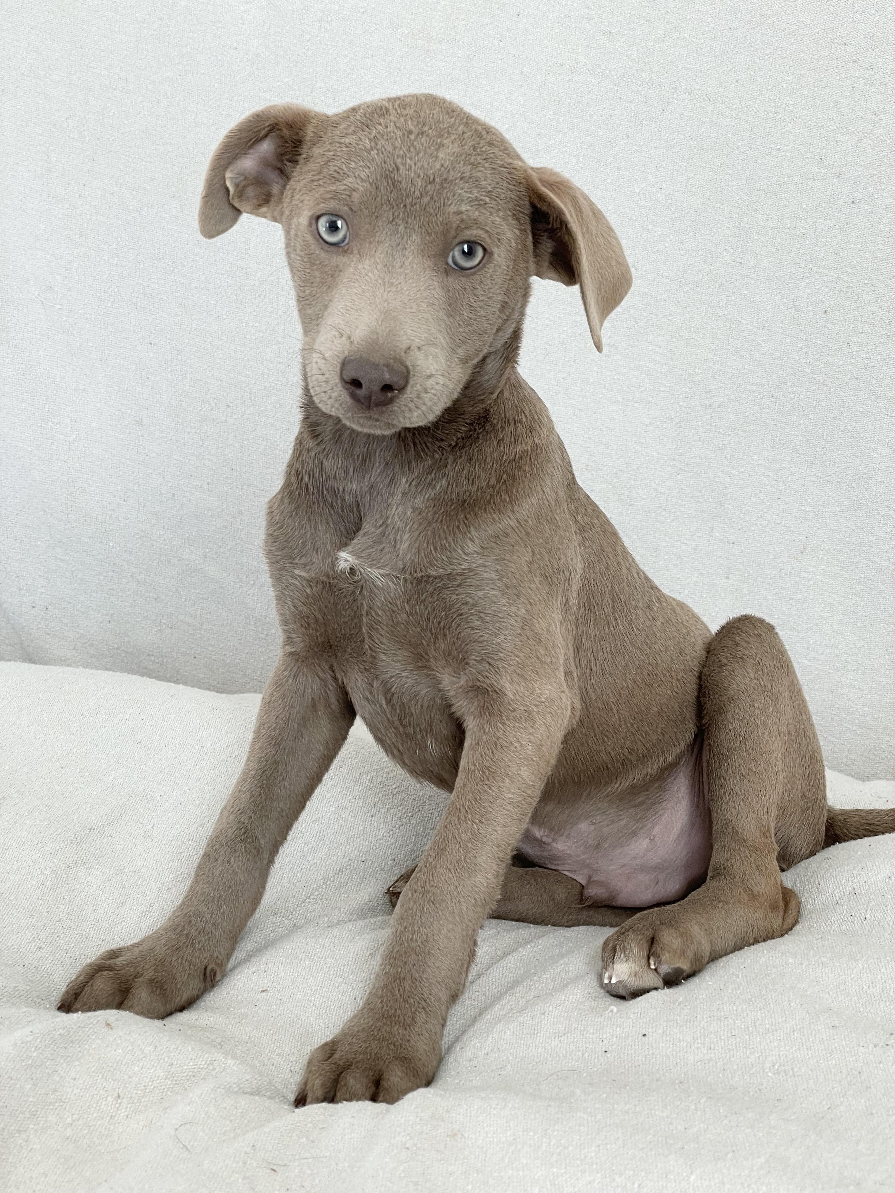 Enlarge Darling Dinero, a hold mixed breed in West Hartford , CT image 5/5