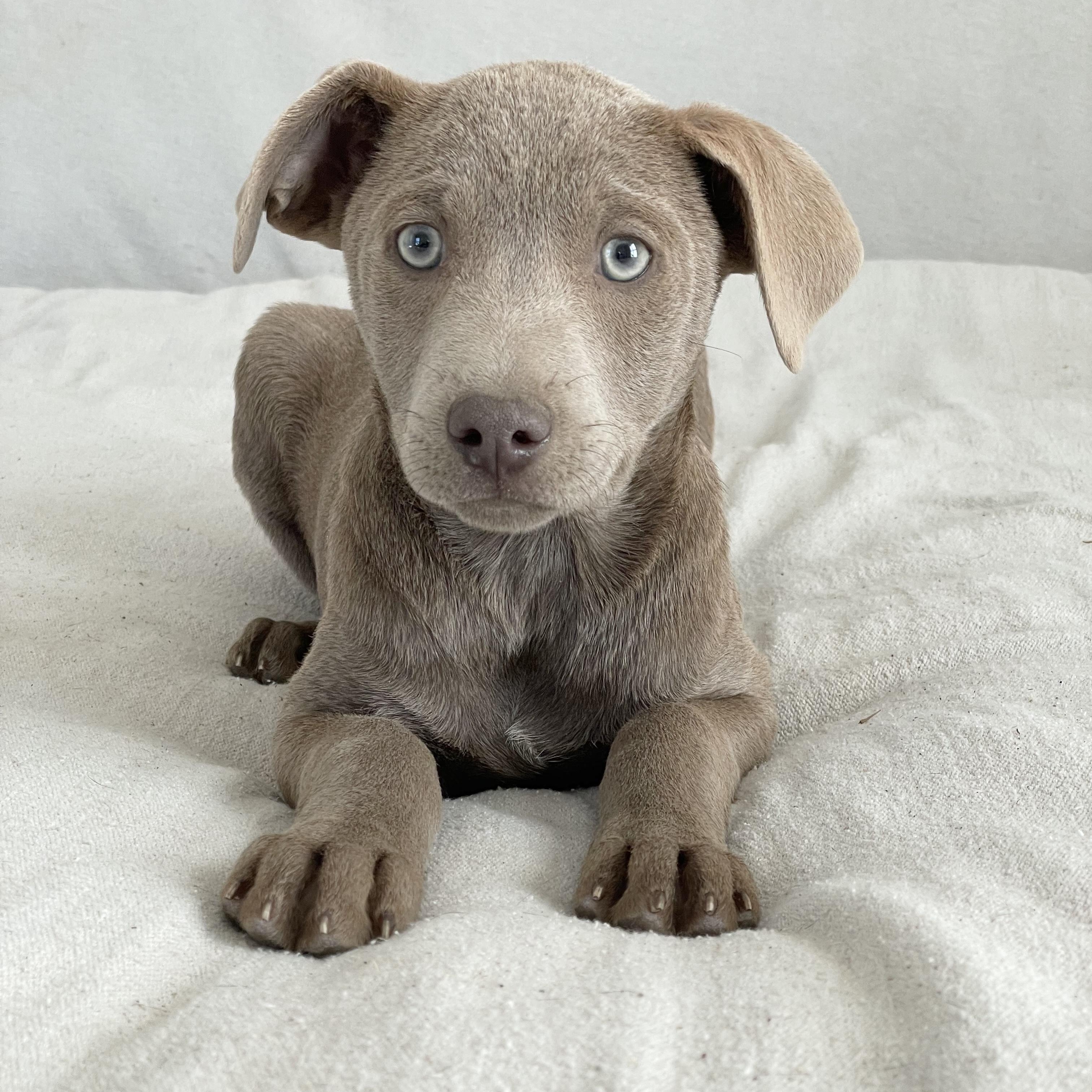 Enlarge Darling Dinero, a hold mixed breed in West Hartford , CT image 4/5