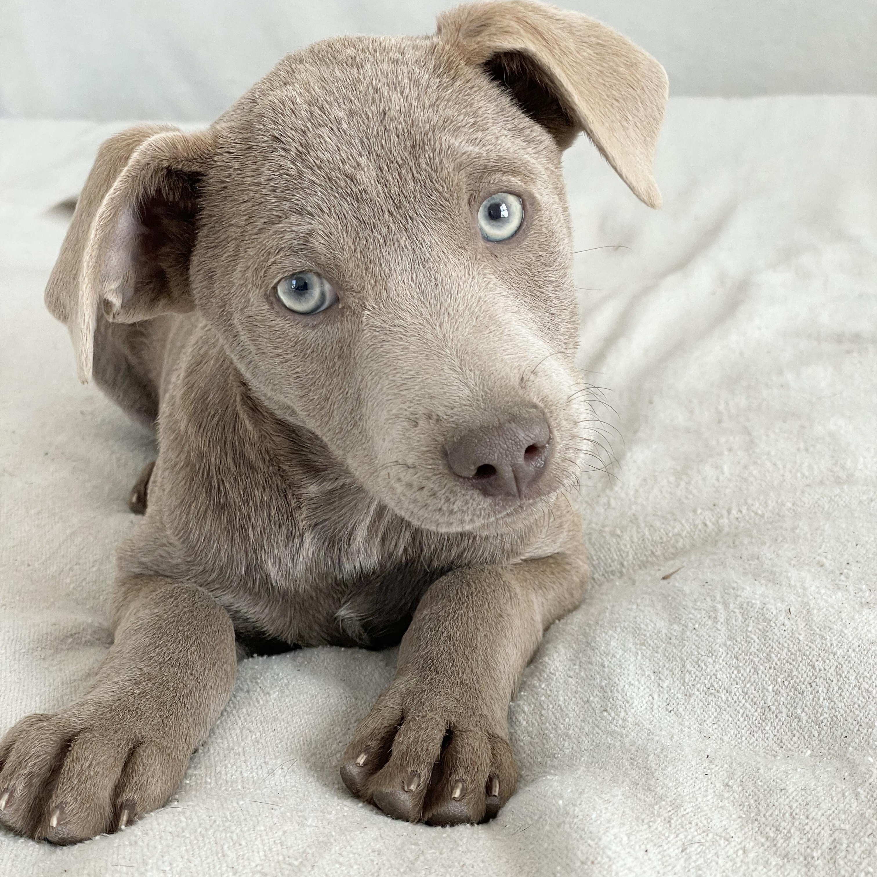 Darling Dinero thumbnail 4