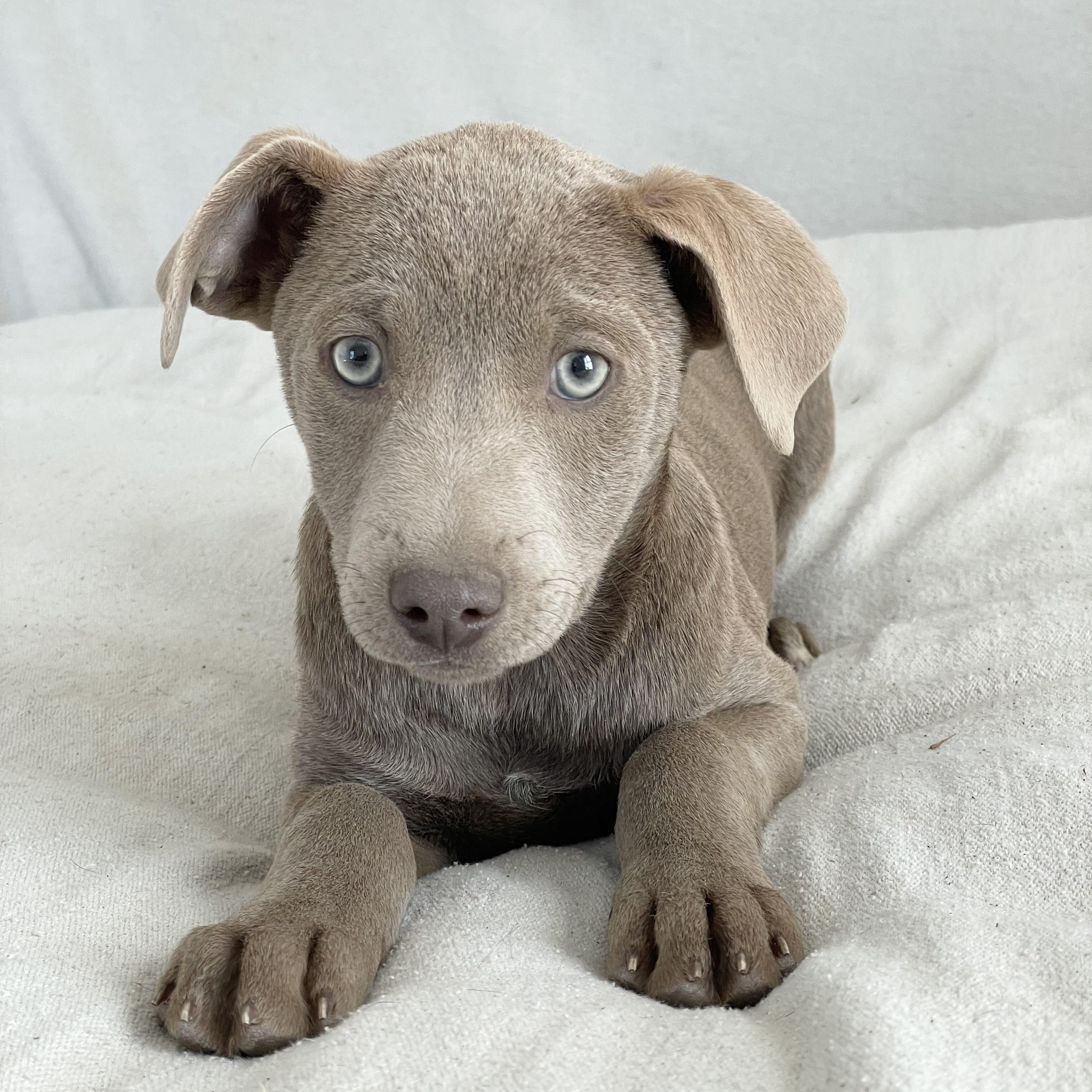 Darling Dinero thumbnail 5