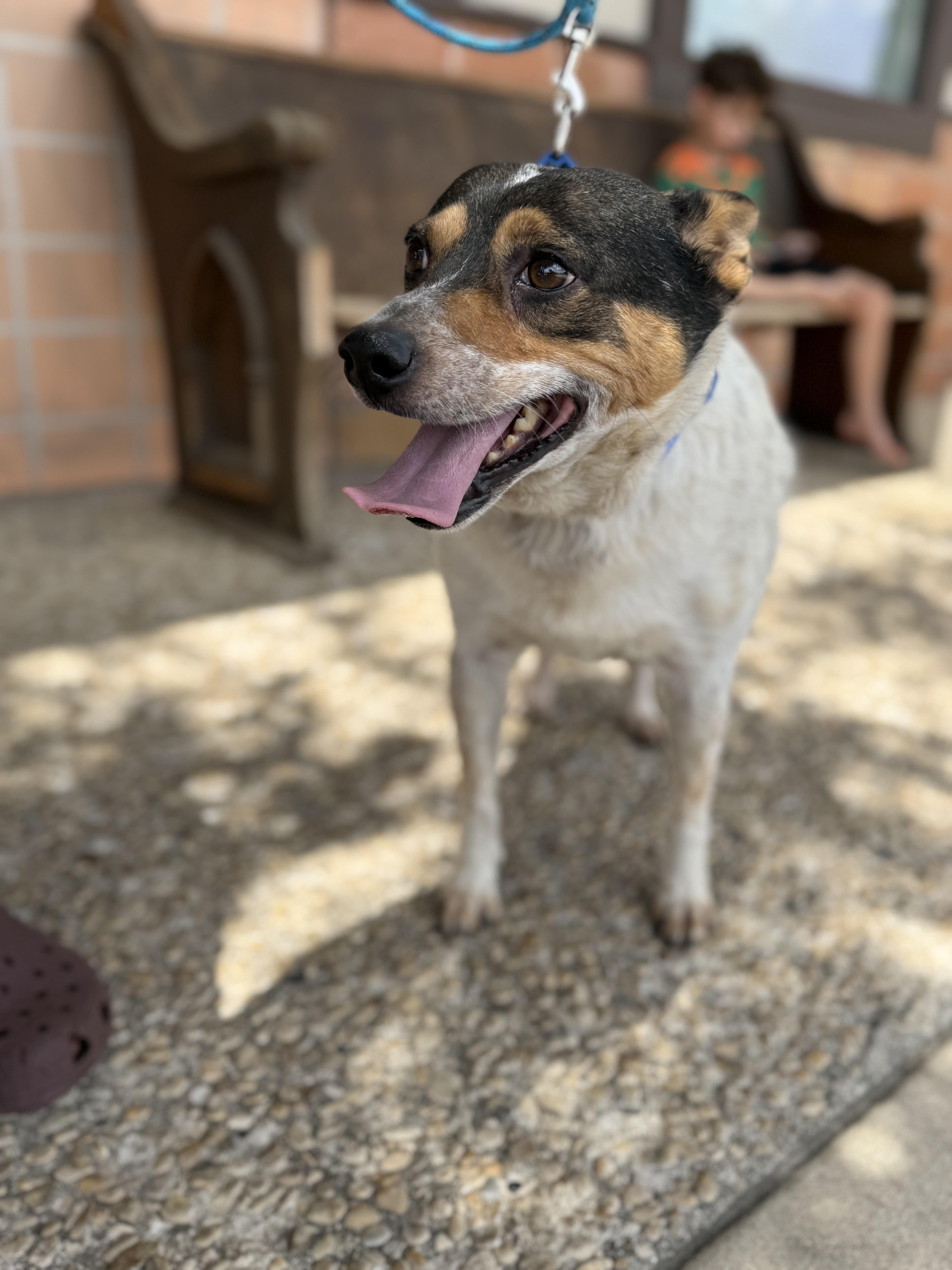 Bluey, an adoptable Australian Cattle Dog / Blue Heeler in Springfield, OR, 97477 | Photo Image 4