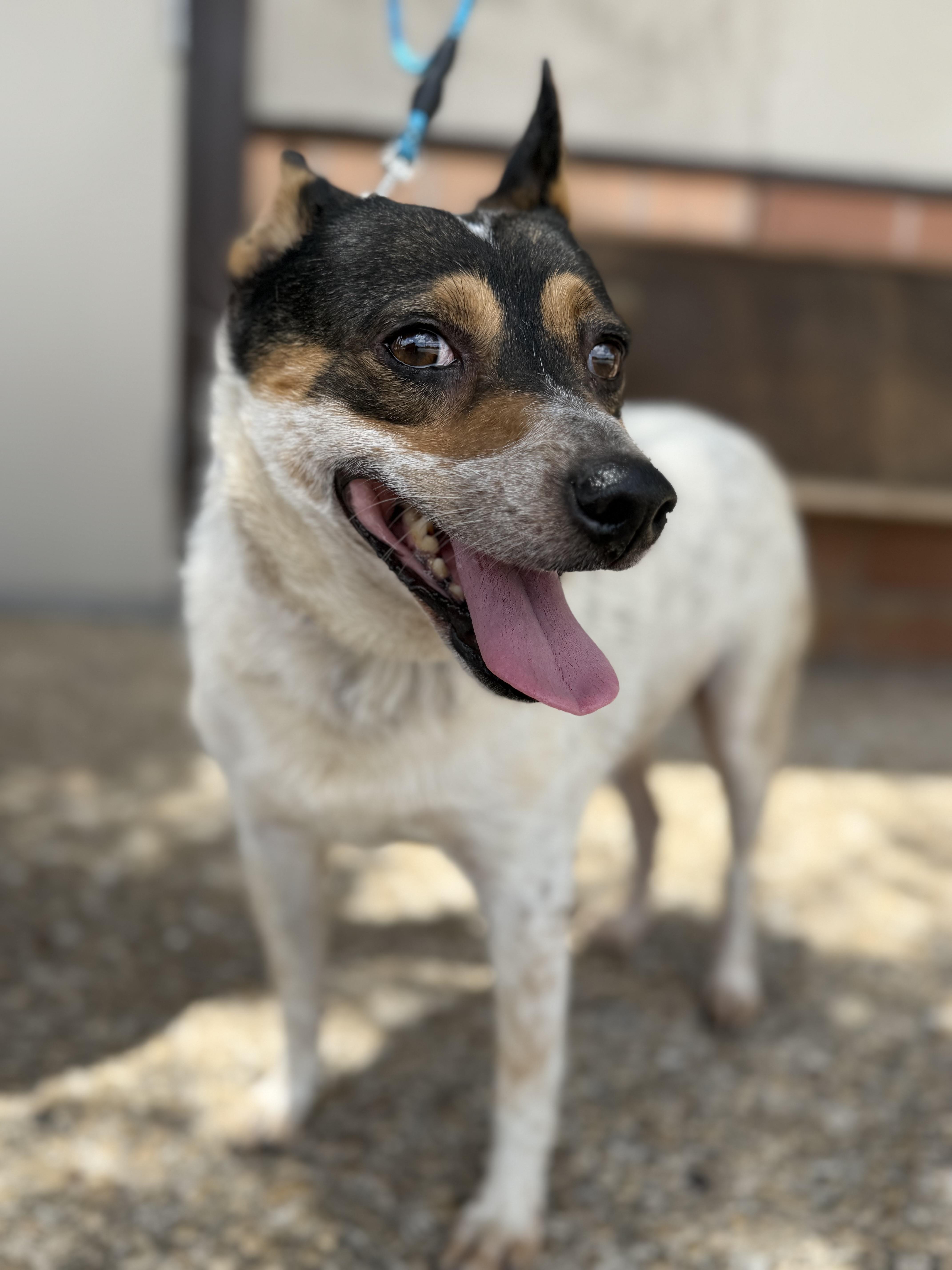 Bluey, an adoptable Australian Cattle Dog / Blue Heeler in Springfield, OR, 97477 | Photo Image 3