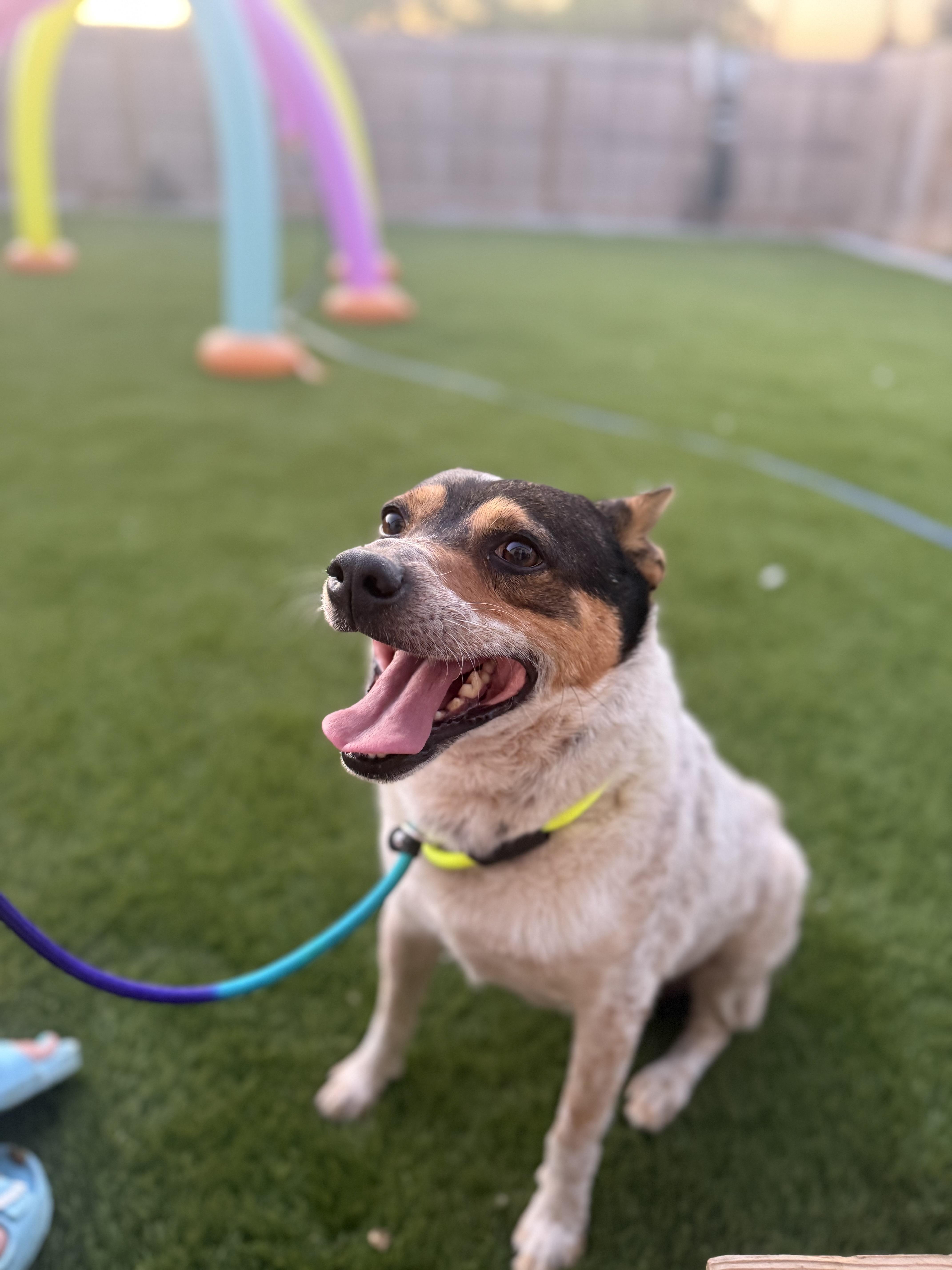Bluey, an adoptable Australian Cattle Dog / Blue Heeler in Springfield, OR, 97477 | Photo Image 1