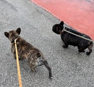 Purebred Frenchie girl Oli, adoptable, Young Female French Bulldog.