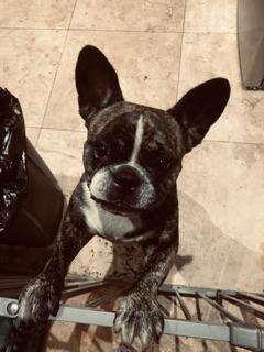 Enlarge Purebred Frenchie girl Oli, an adoptable French Bulldog in Boca Raton, FL image 2/6