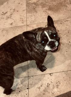 Enlarge Purebred Frenchie girl Oli, an adoptable French Bulldog in Boca Raton, FL image 3/6