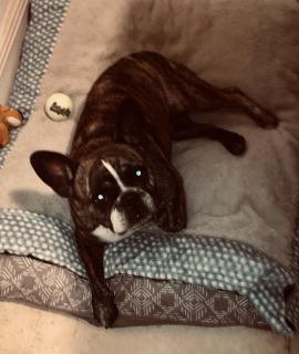 Enlarge Purebred Frenchie girl Oli, an adoptable French Bulldog in Boca Raton, FL image 4/6