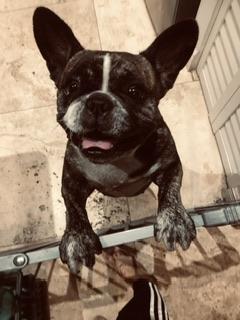 Enlarge Purebred Frenchie girl Oli, an adoptable French Bulldog in Boca Raton, FL image 5/6