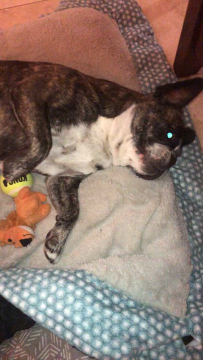 Enlarge Purebred Frenchie girl Oli, an adoptable French Bulldog in Boca Raton, FL video 6/6