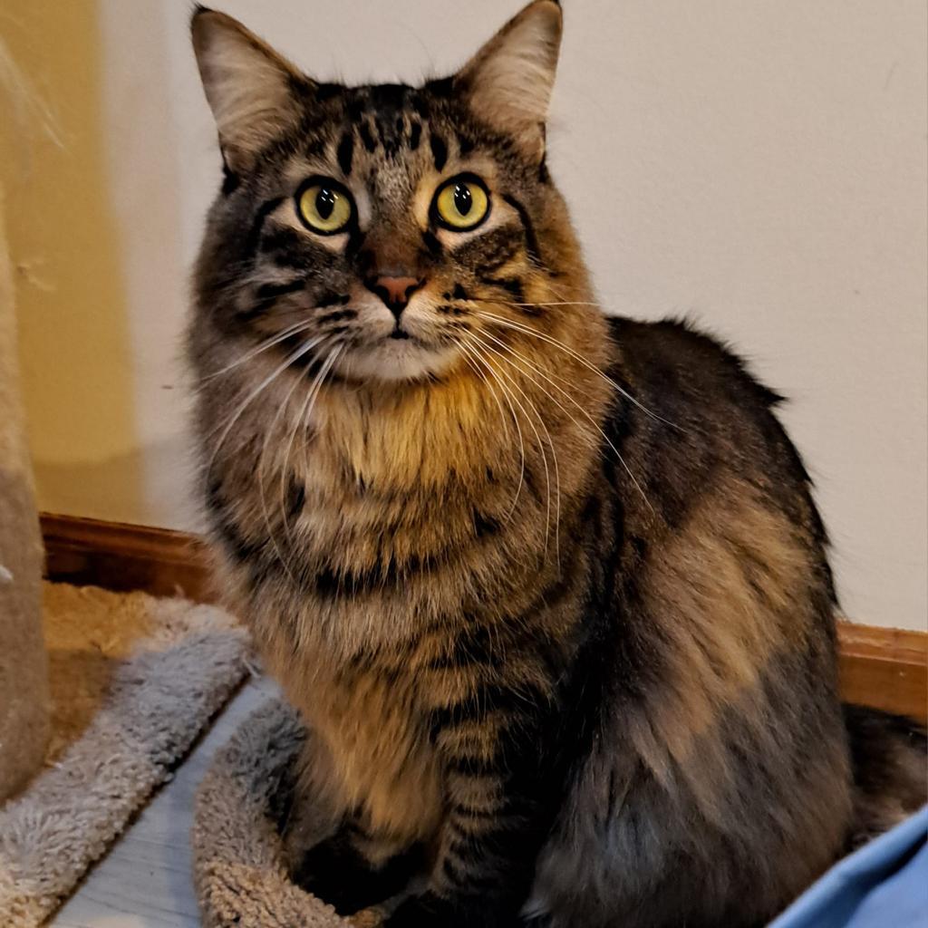 Enlarge Barge, a Adoptable Domestic Short Hair in St. Paul, MN image 1/6