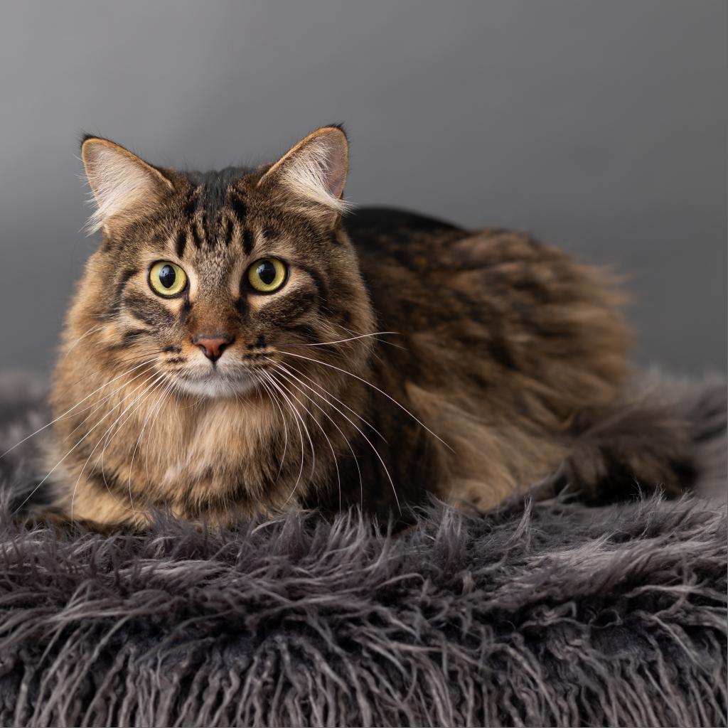 Enlarge Barge, a Adoptable Domestic Short Hair in St. Paul, MN image 2/6