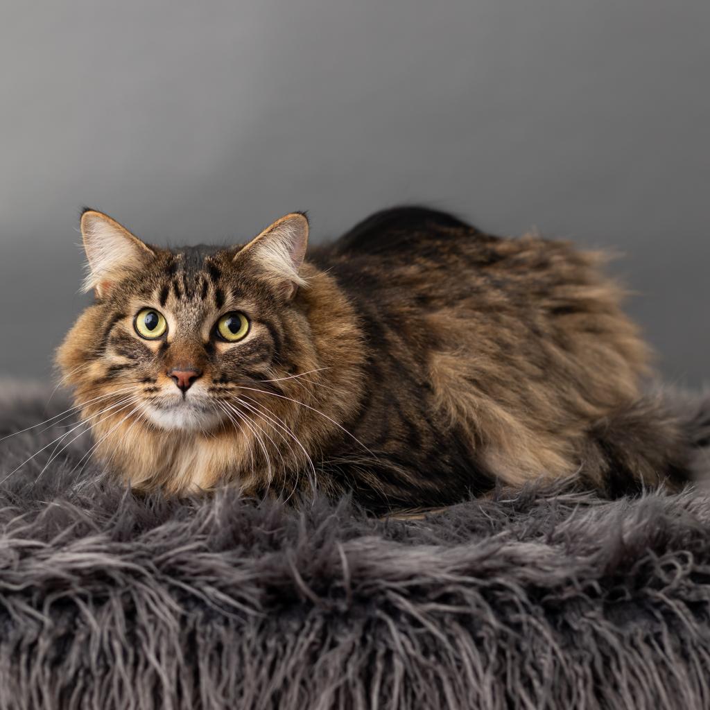 Enlarge Barge, a Adoptable Domestic Short Hair in St. Paul, MN image 3/6