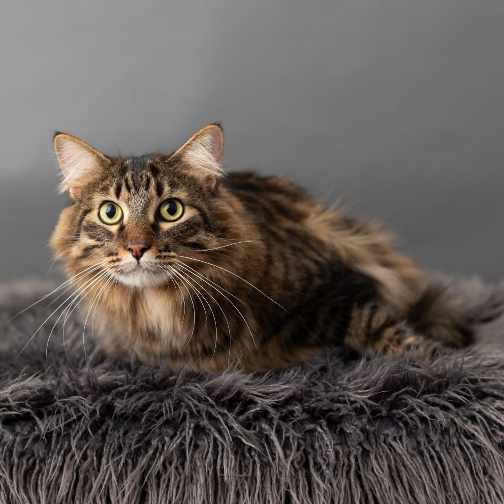 Enlarge Barge, a Adoptable Domestic Short Hair in St. Paul, MN image 4/6