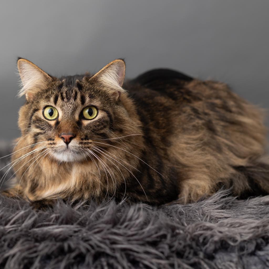 Enlarge Barge, a Adoptable Domestic Short Hair in St. Paul, MN image 5/6