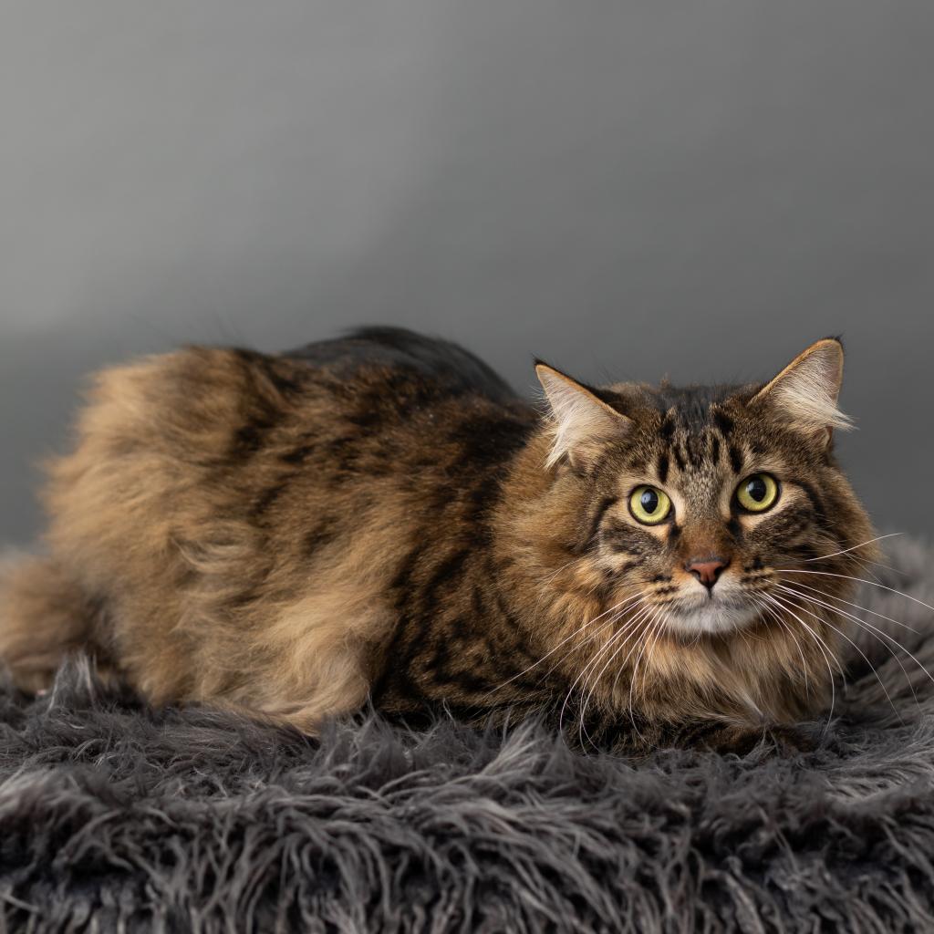Enlarge Barge, a Adoptable Domestic Short Hair in St. Paul, MN image 6/6