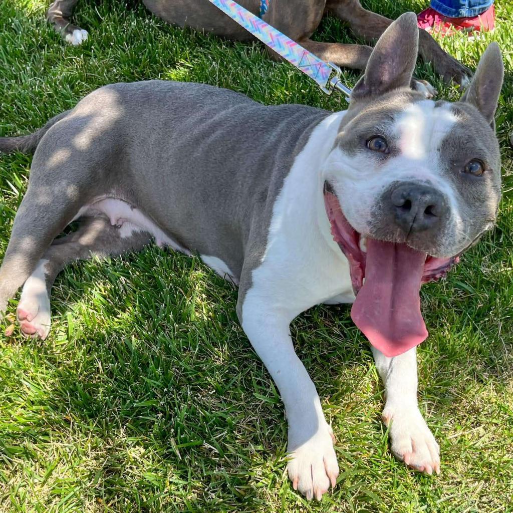 Cupcake, Adoptable, Senior Female Pit Bull Terrier.