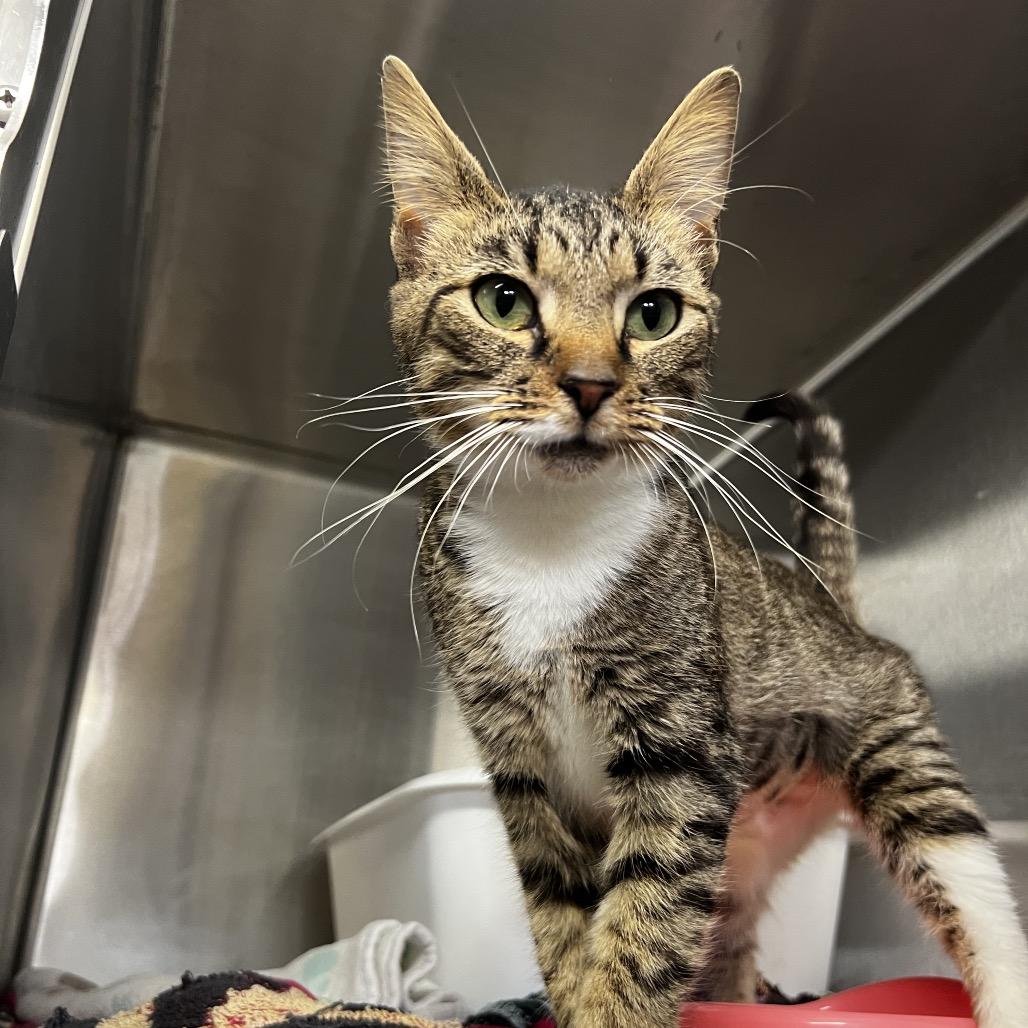 Lilo, Adoptable, Adult Female Domestic Short Hair.